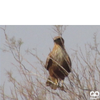 گونه سارگپه پا بلند Long-legged Buzzard